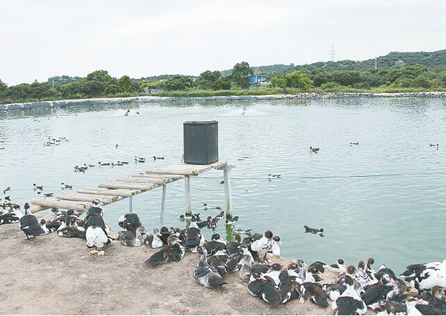 罗非鱼一斤的饲料成本,一斤罗非鱼的饲料成本是多少