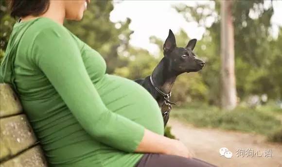 怀孕养狗真的会导致胎儿畸形么,怀孕期间家里养狗对宝宝有影响吗