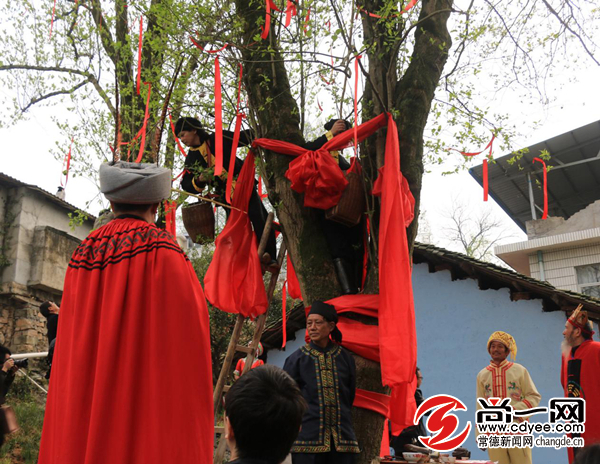 杜仲雄花烂漫开慈利富硒产业春风来