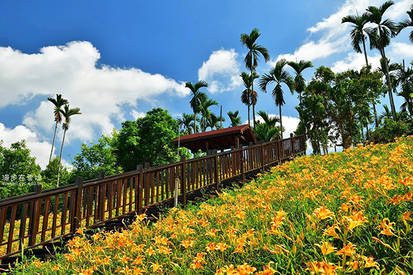 金黄花海盛开！全台六大金针花景点
