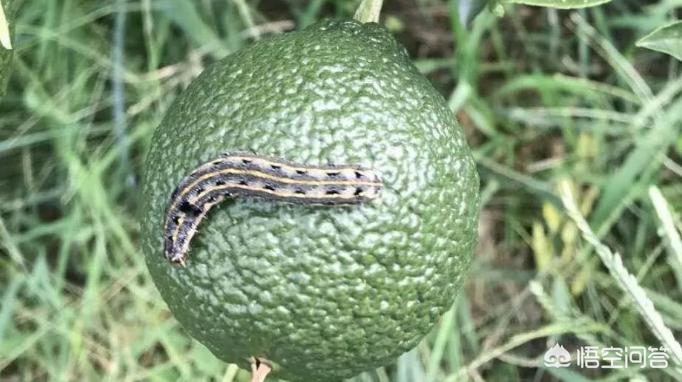 柑橘防治害虫多种药剂混配次序,柑橘1至12月份害虫防治效果图