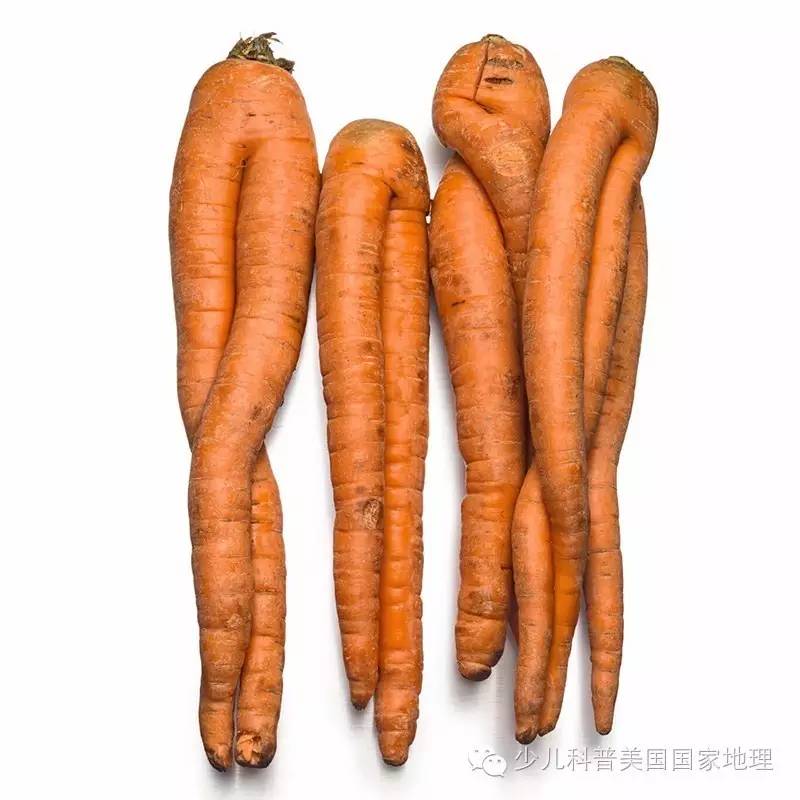 宁可拙而不足也可巧而有余,不可不足宁可有余