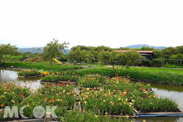 金黄花海盛开！全台六大金针花景点