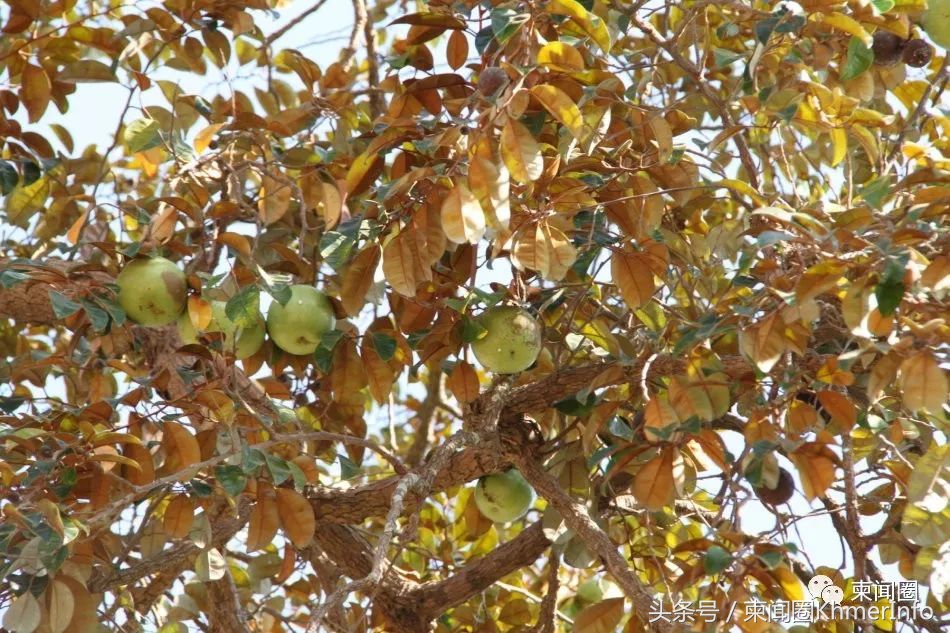 柬埔寨热带水果怎么挑选,柬埔寨哪几种水果好吃又便宜