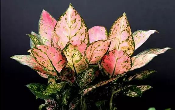 孔雀竹芋喜阴观叶植物室内盆栽,9种非常好养活的室内观叶植物