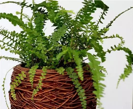 孔雀竹芋喜阴观叶植物室内盆栽,9种非常好养活的室内观叶植物