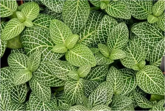 孔雀竹芋喜阴观叶植物室内盆栽,9种非常好养活的室内观叶植物