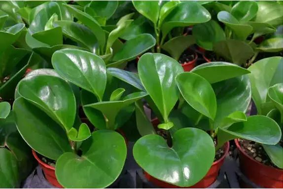 孔雀竹芋喜阴观叶植物室内盆栽,9种非常好养活的室内观叶植物