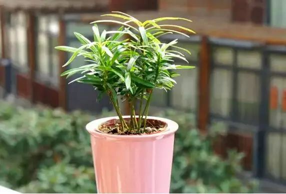 孔雀竹芋喜阴观叶植物室内盆栽,9种非常好养活的室内观叶植物