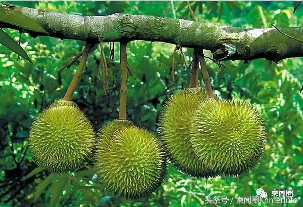 柬埔寨热带水果怎么挑选,柬埔寨哪几种水果好吃又便宜
