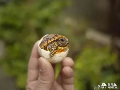 养龟小技巧食物篇,养龟降低风险最好的方法