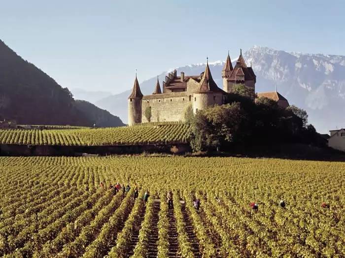 若一生只能喜欢一种酒，我选教皇新堡