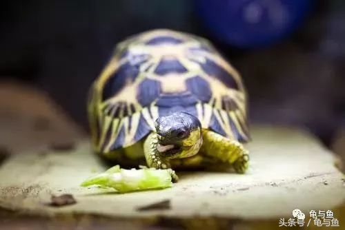 养龟小技巧食物篇,养龟降低风险最好的方法