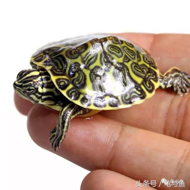 养龟小技巧食物篇,养龟降低风险最好的方法