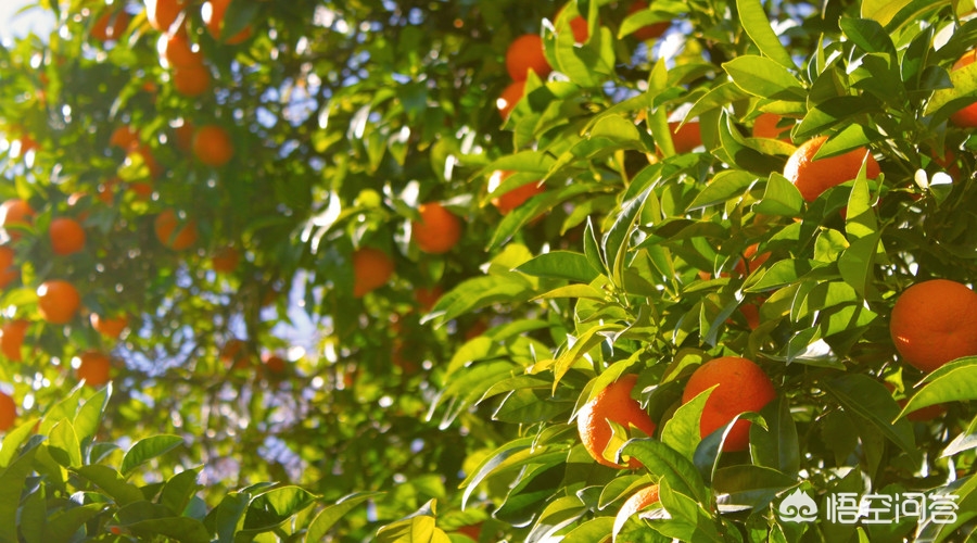 开小货车卖水果在哪里卖好,卖水果小货车一月挣多少钱
