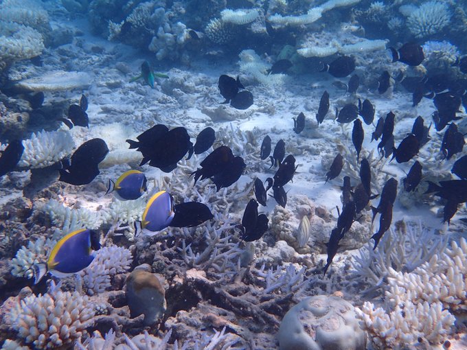 马尔代夫自由行七日游人均两万,马尔代夫一个人3天旅游费用