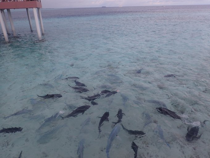 马尔代夫自由行七日游人均两万,马尔代夫一个人3天旅游费用