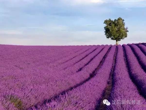 沈阳最新赏花地点,沈阳周边自驾赏花