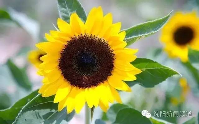 沈阳最新赏花地点,沈阳周边自驾赏花