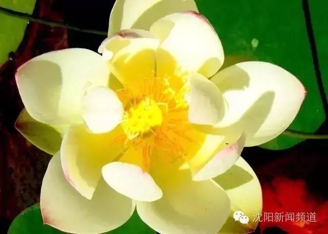 沈阳最新赏花地点,沈阳周边自驾赏花