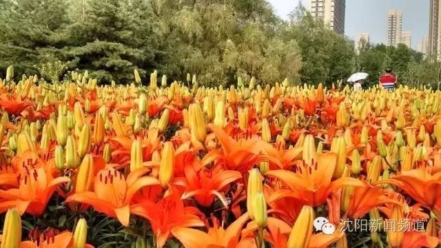 沈阳最新赏花地点,沈阳周边自驾赏花