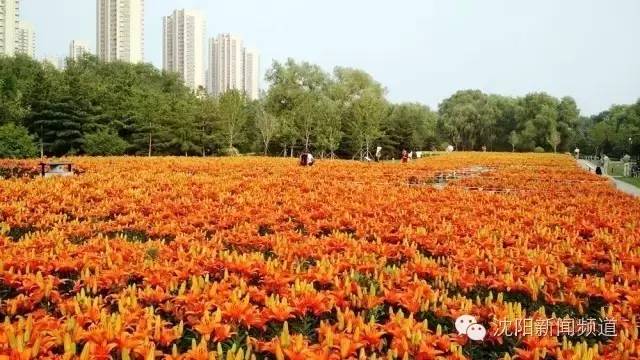 沈阳最新赏花地点,沈阳周边自驾赏花