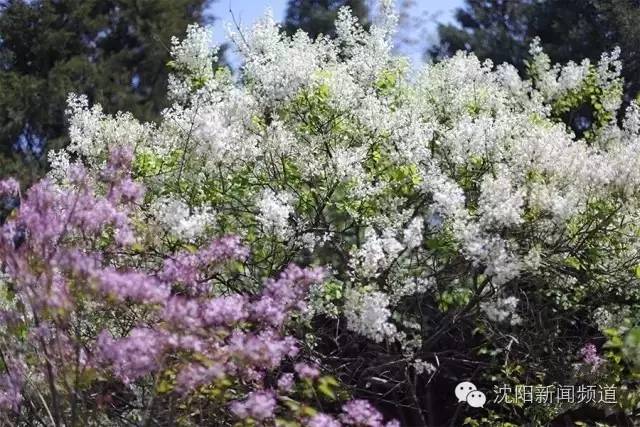 沈阳最新赏花地点,沈阳周边自驾赏花