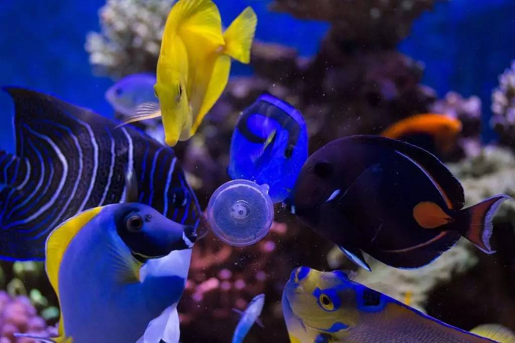 北欧古法缸,记录原生缸养鱼过程