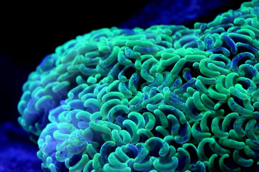 北欧古法缸,记录原生缸养鱼过程