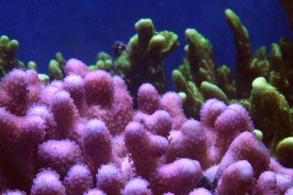 北欧古法缸,记录原生缸养鱼过程