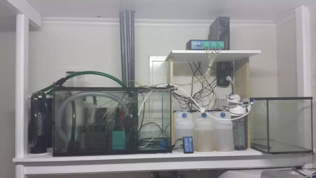 北欧古法缸,记录原生缸养鱼过程