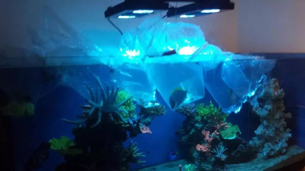 北欧古法缸,记录原生缸养鱼过程