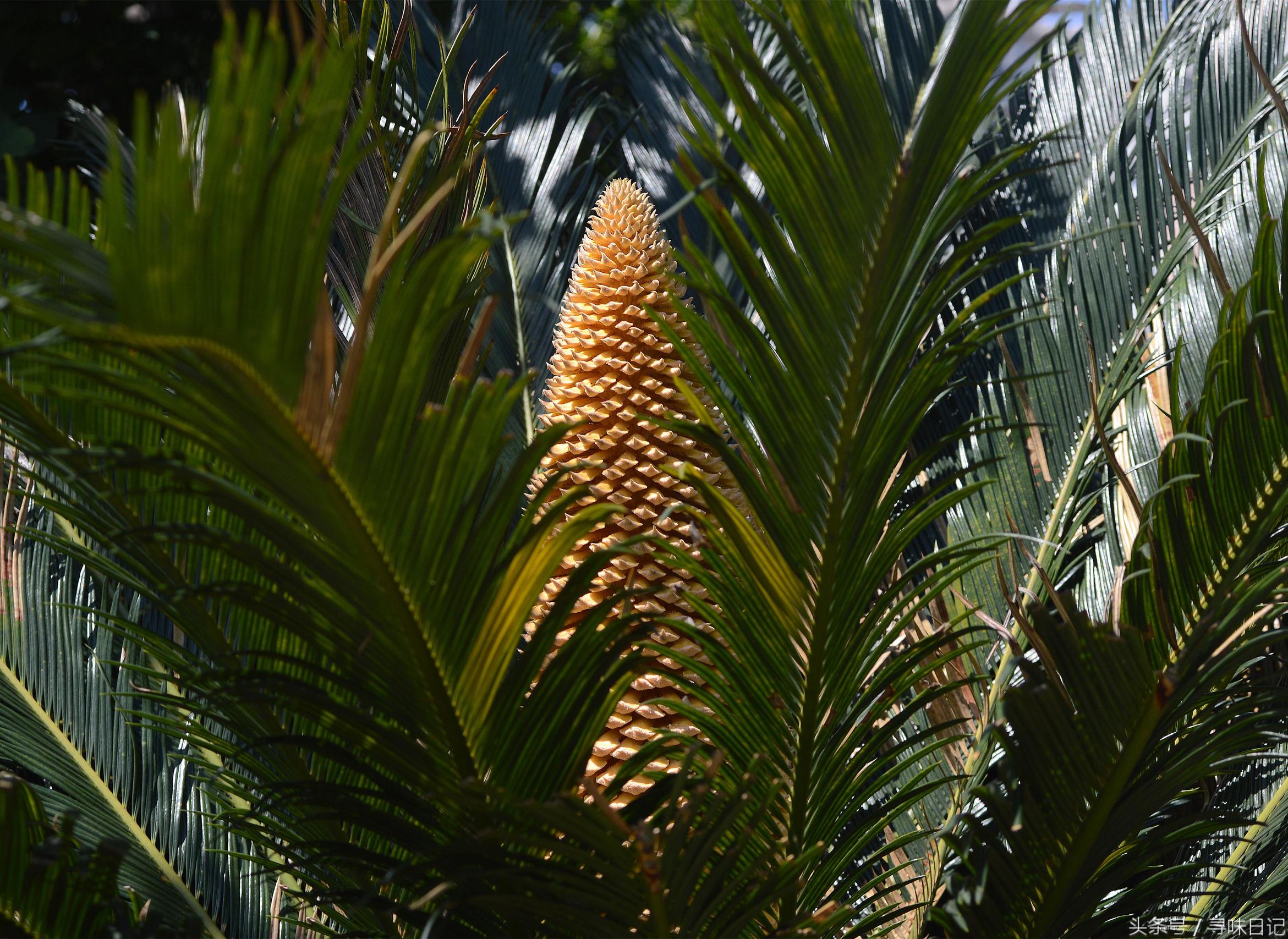 铁树开花主治功效,铁树开花的功效和用途