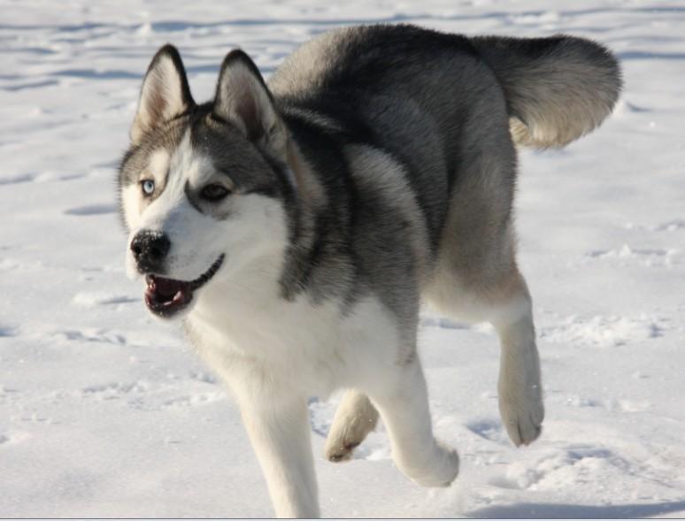 哈士奇二哈图片大全,哈士奇二次元图片