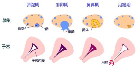 如何精准预测排卵,预测排卵时间要抽血吗
