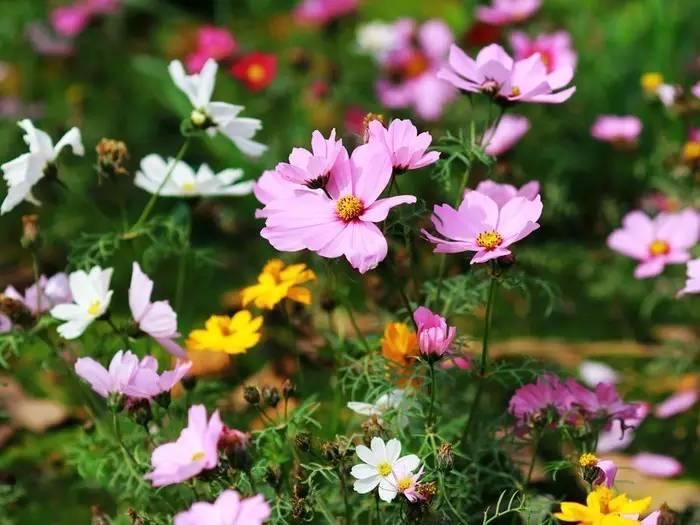 常见草本植物图片大全,十种罕见又美丽的植物图片