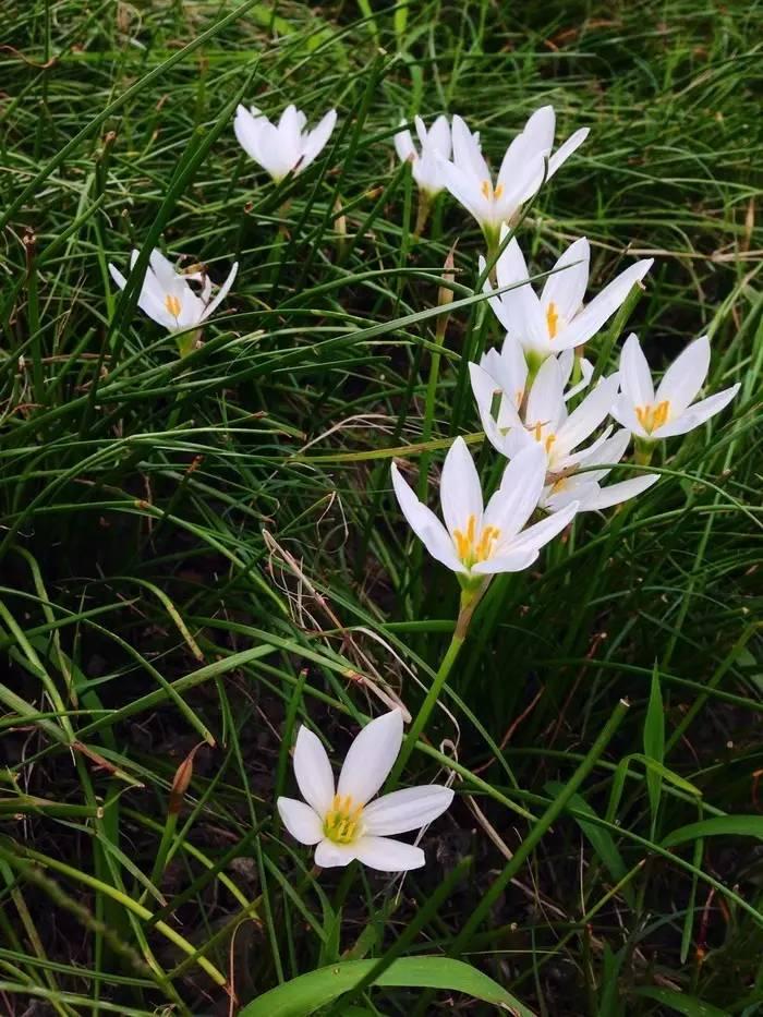 常见草本植物图片大全,十种罕见又美丽的植物图片