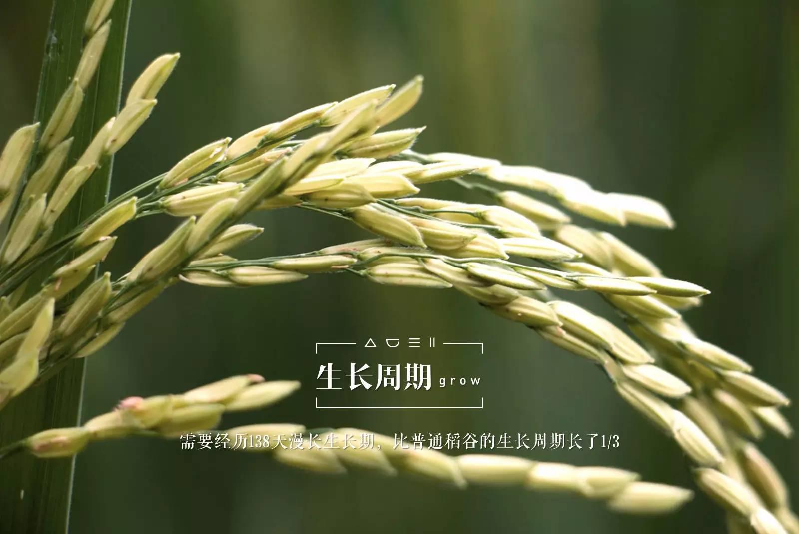 脚气病人的福音,脚气病患者的福音