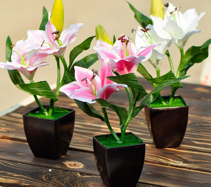 可食用百合盆栽,盆栽水仙百合怎么养