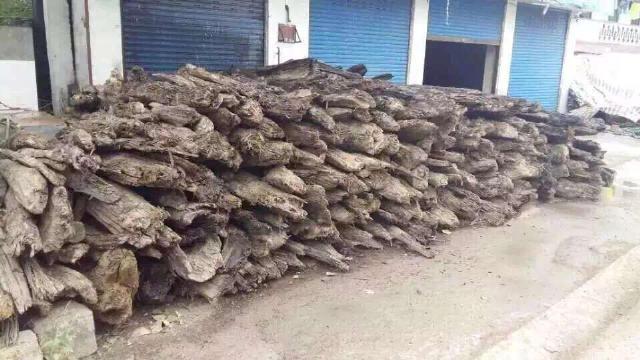 六十年代金丝楠当废品,金丝楠变废为宝