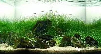 风水鱼得多大的鱼缸好呢,风水鱼该用哪种鱼缸