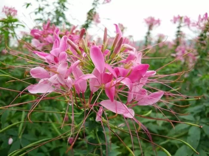 常见草本植物图片大全,十种罕见又美丽的植物图片