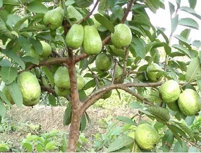 番石榴和鸡屎果的图片,鸡屎果番石榴