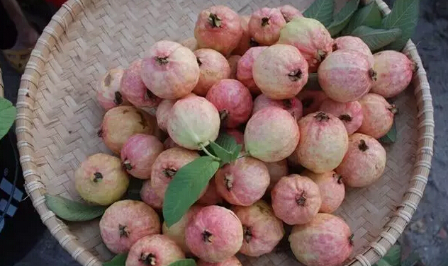 番石榴和鸡屎果的图片,鸡屎果番石榴