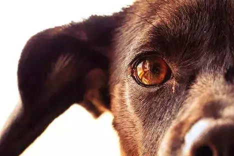 狗狗眼屎多是细小引起的吗,狗狗眼屎多总是眨眼