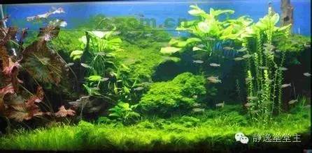 风水鱼得多大的鱼缸好呢,风水鱼该用哪种鱼缸