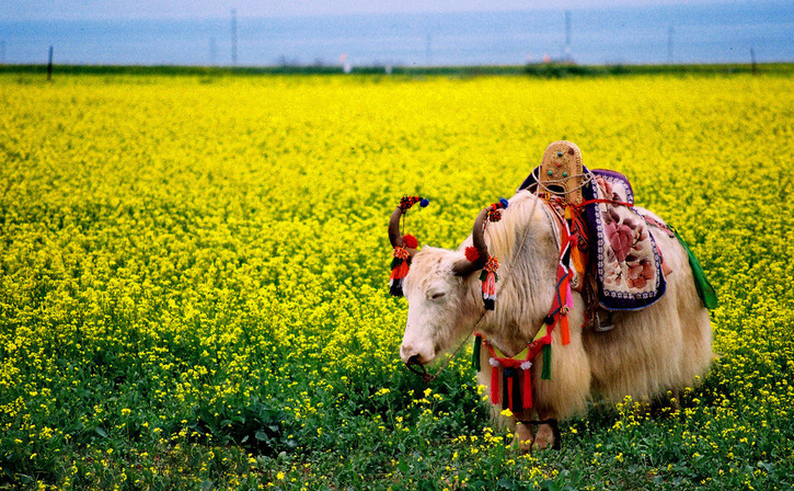 适合毕业旅行性价比比较高的景点,毕业旅行适合去哪儿玩儿