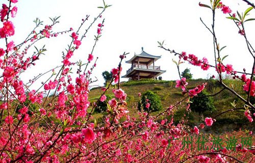 日本有樱花中国有什么花,日本有樱花还有什么花