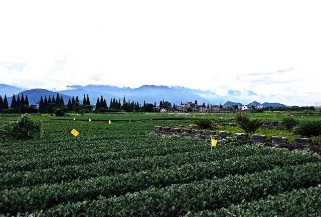 东南第一山私藏浙南最美的风情,浙江山林美宿攻略