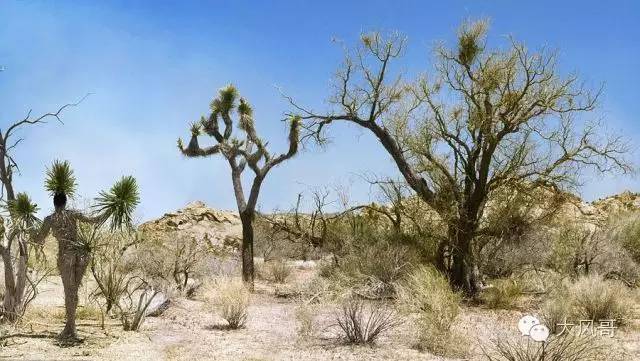 图：人体彩绘裸模藏进美景